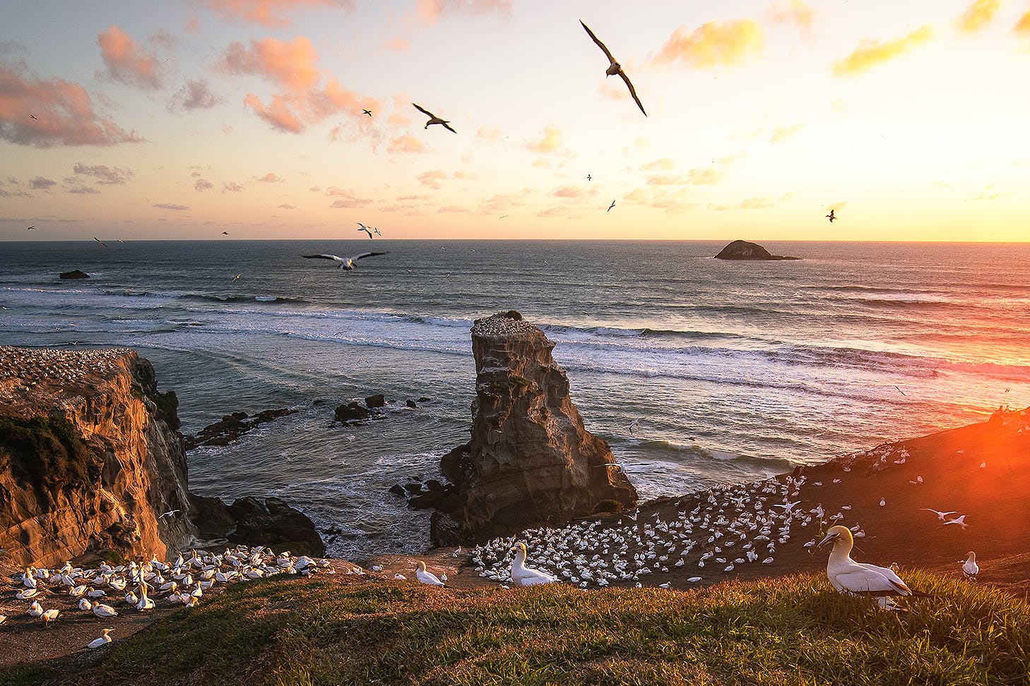 The gannet colony at Muriwai.